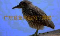 广东紧急向台风“摩羯”受灾严重地区拨付2500万元省级救灾资金 